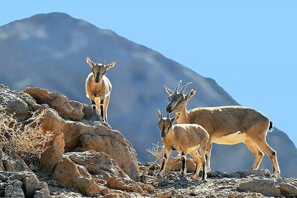 انجام ۶۰۰ هزار لیتر آبرسانی برای حیات وحش اردستان طی سه سال گذشته - خبرگزاری سفیر افلاک | اخبار ایران و جهان