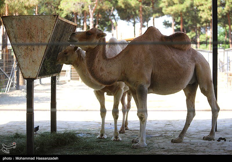 تلف شدن سریالی حیوانات در باغ‌وحش ارم طی یک‌ماه