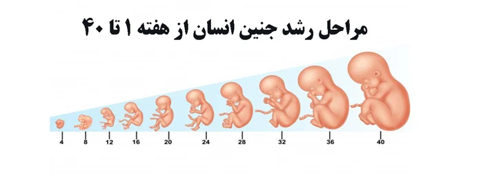 مراحل رشد جنین از ابتدای لقاح (مراحل شکل گیری جنین)