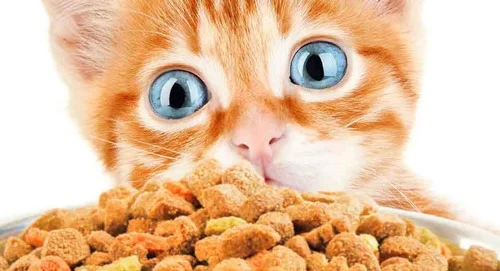 آیا غذای خشک بهترین گزینه برای حیوانات خانگی شماست؟