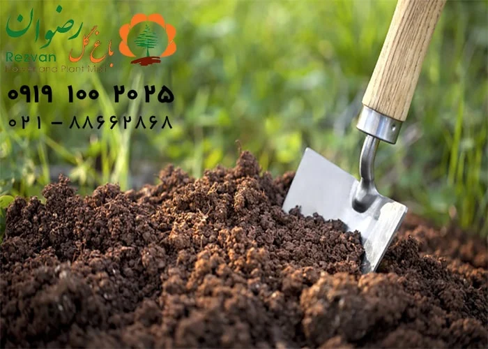 راهنمای اصول نگهداری گل و گیاه در تابستان