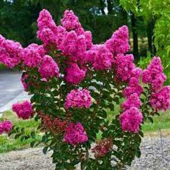 راهنمای جامع خرید گل و گیاهان زینتی آنلاین: زیبایی و طراوت در دستان شما